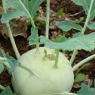 KOHL RABI 'WHITE VIENNA' Vegetable Seeds - Garden Vegetable Plant - 150 Seeds