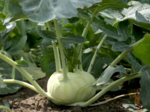 Kohl Rabi Seeds &acirc;��White&acirc;�� Home Vegetable Seeds - Garden Vegetable Plant - 250 Seeds