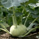 Kohl Rabi Seeds “White” Home Vegetable Seeds - Garden Vegetable Plant - 250 Seeds