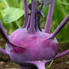 Kohl Rabi Seeds “Purple” Home Vegetable Seeds - Garden Vegetable Plant - 250 Seeds