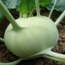 Kohl Rabi Seeds "White" Home Vegetable Seeds - Garden Vegetable Plant - 200 Seeds