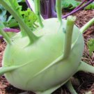 Kohl Rabi “White Vienna” Home Vegetable Seeds - Garden Vegetable Plant - 250 Seeds