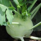 White Vienna Kohlrabi Home Vegetable Seeds - Garden Vegetable Plant - 100 Seeds