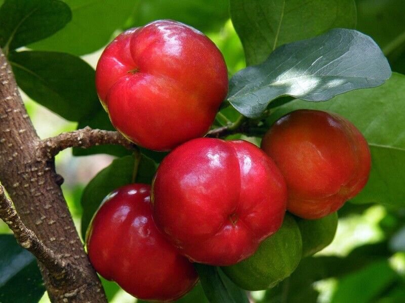 20 Wild Malpighia Glabra Seeds, Crapemyrtle Plant