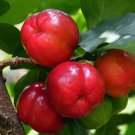 20 Wild Malpighia Glabra Seeds, Crapemyrtle Plant