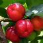 20 Wild Malpighia Glabra Seeds, Crapemyrtle Plant