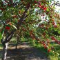 20 Wild Malpighia Glabra Seeds, Crapemyrtle Plant