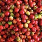 20 Wild Malpighia Glabra Seeds, Crapemyrtle Plant