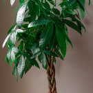 10 Pachira aquatica Money Tree seeds, new harvested