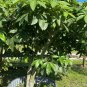 10 Pachira aquatica Money Tree seeds, new harvested