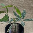 1x Variegated Pachira glabra 'Milky Way' money tree Plant Home Garden