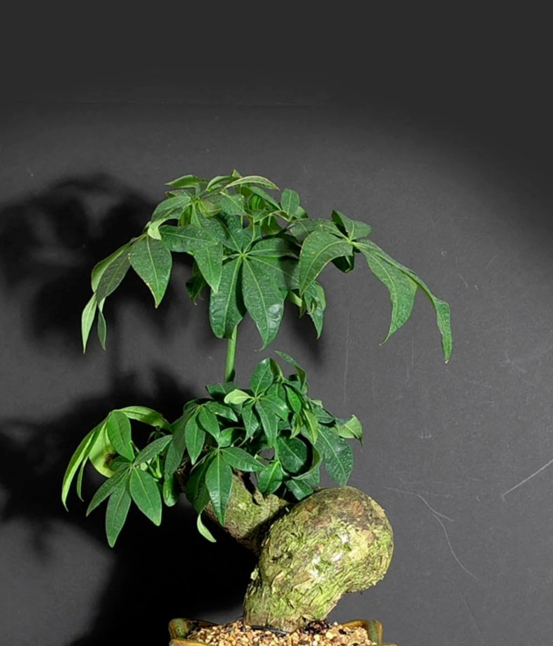 5x Pachira aquatica Seeds, Caudiciform trunk caudex indoor bonsai tree plant