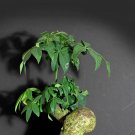 5x Pachira aquatica Seeds, Caudiciform trunk caudex indoor bonsai tree plant