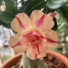 Desert Rose Mix Seeds Peach Desert Home Flower Seeds - Garden Flower Plant - 5X