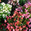 BEGONIA Sprint Mix Flower Seeds - Garden Flower Plant - 20X