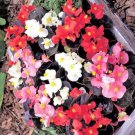 BEGONIA Havana Mix Flower Seeds - Garden Flower Plant - 30X