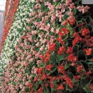 BEGONIA Monza Mix Flower Seeds - Garden Flower Plant - 30X