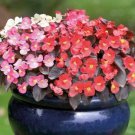 BEGONIA Nightlife Mix Flower Seeds - Garden Flower Plant - 30X