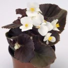 BEGONIA 'NIGHTLIFE WHITE' Flower Seeds - Garden Flower Plant - 10X