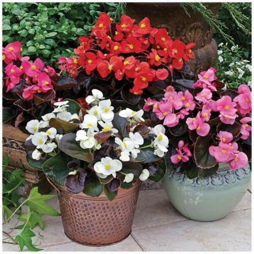 BEGONIA Bada Boom Mix Pelletised Flower Seeds - Garden Flower Plant - 15X