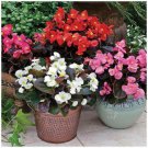 BEGONIA Bada Boom Mix Pelletised Flower Seeds - Garden Flower Plant - 15X
