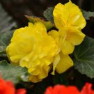 Begonia (GOGO YELLOW) Flower Seeds - Garden Flower Plant - 15X