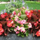 Begonia (NightLife Mix) Flower Seeds - Garden Flower Plant - 30X