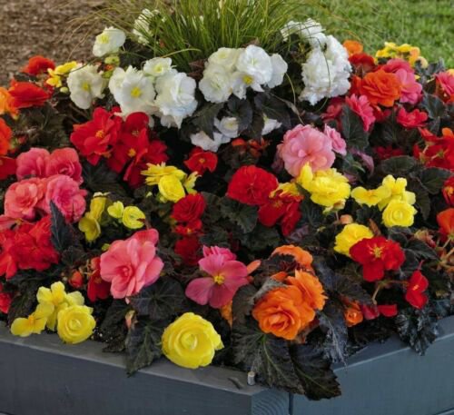 Begonia (Non Stop Mocca Mix) Flower Seeds - Garden Flower Plant - 10X
