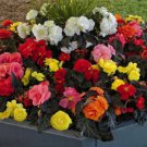 Begonia (Non Stop Mocca Mix) Flower Seeds - Garden Flower Plant - 10X