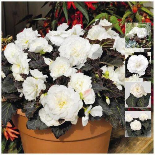 Begonia Nonstop Mocca WHITE Pelletised Flower Seeds - Garden Flower Plant - 15X