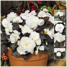 Begonia Nonstop Mocca WHITE Pelletised Flower Seeds - Garden Flower Plant - 15X
