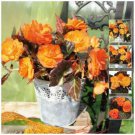 Begonia Nonstop Mocca BRIGHT ORANGE Flower Seeds - Garden Flower Plant - 15X