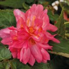 Begonia (Funky) Pelleted Flower Seeds - Garden Flower Plant - 5X