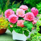 Begonia (Non Stop Pink) Flower Seeds - Garden Flower Plant - 15X