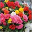 BEGONIA Nonstop Mix Pelletised Flower Seeds - Garden Flower Plant - 15X