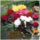 BEGONIA Nonstop Mocca Mix Pelletised Flower Seeds - Garden Flower Plant - 15X