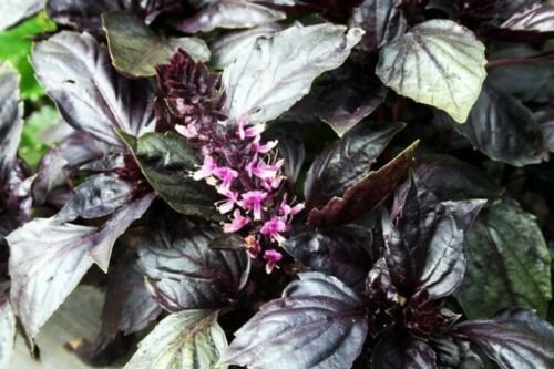 BASIL 'Purple' Dark Opal Vegetable Seeds - Garden Herb Plant - 300X