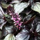 BASIL 'Purple' Dark Opal Vegetable Seeds - Garden Herb Plant - 300X