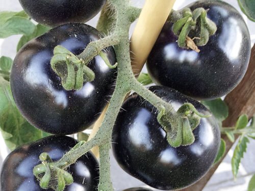Indigo Rose Dark Blue, Purple, Black & Red Tomato Vegetable Seeds - Garden Plant - 5X