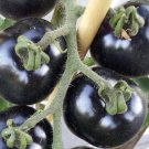 Indigo Rose Dark Blue, Purple, Black & Red Tomato Vegetable Seeds - Garden Plant - 5X