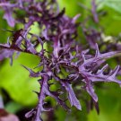Mizuna (Dark Purple) Vegetable Seeds - Garden Herb Plant - 100X