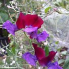 Sweet Pea Dark red purple Vegetable Seeds - Garden Herb Plant - 15X