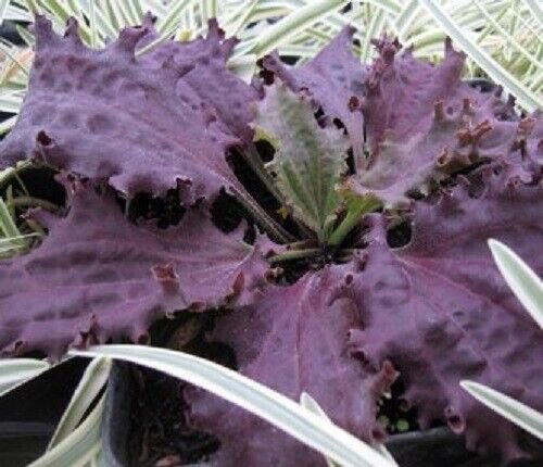 Plantago major &acirc;��Purple Perversion&acirc;�� Seeds - Garden Flower Plant - 15X