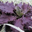Plantago major “Purple Perversion” Seeds - Garden Flower Plant - 15X