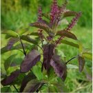 KRISHNA TULSI DARK PURPLE Indian Holy Basil Seeds - Garden Flower Plant - 50X