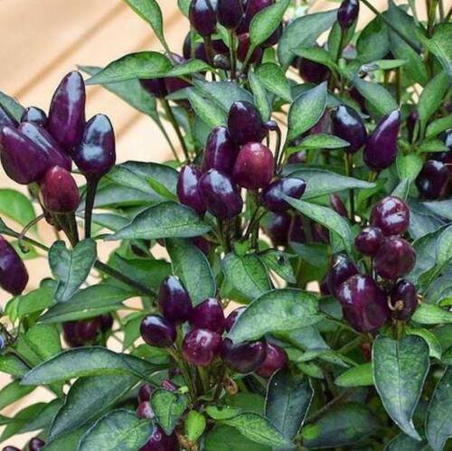 Chilli BLACK PEARL Dark Leaf Chili Seeds - Garden Vegetable Plant - 7X