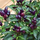 Chilli BLACK PEARL Dark Leaf Chili Seeds - Garden Vegetable Plant - 7X