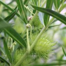 Swan Plant Milkweed Food Plant of Monarch Butterfly Seeds - Garden Flower Plant - 35X