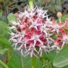Asclepias speciosa (Showy Milkweed) Seeds - Garden Flower Plant - 10X