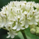 Asclepias incarnate “Iceballet” Seeds - Garden Flower Plant - 10X
